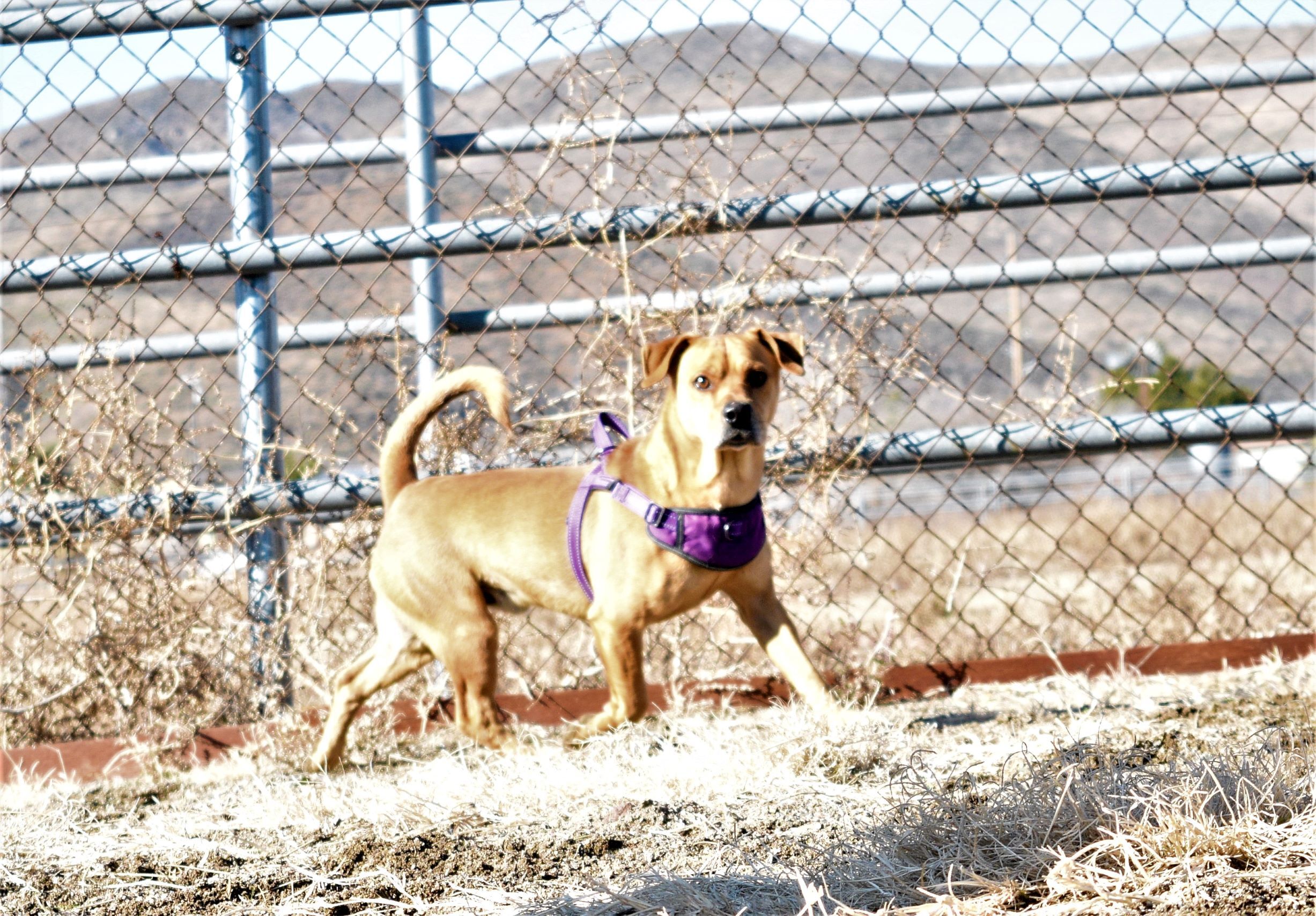 Dewey, an adoptable Dachshund in Mayer, AZ, 86333 | Photo Image 3