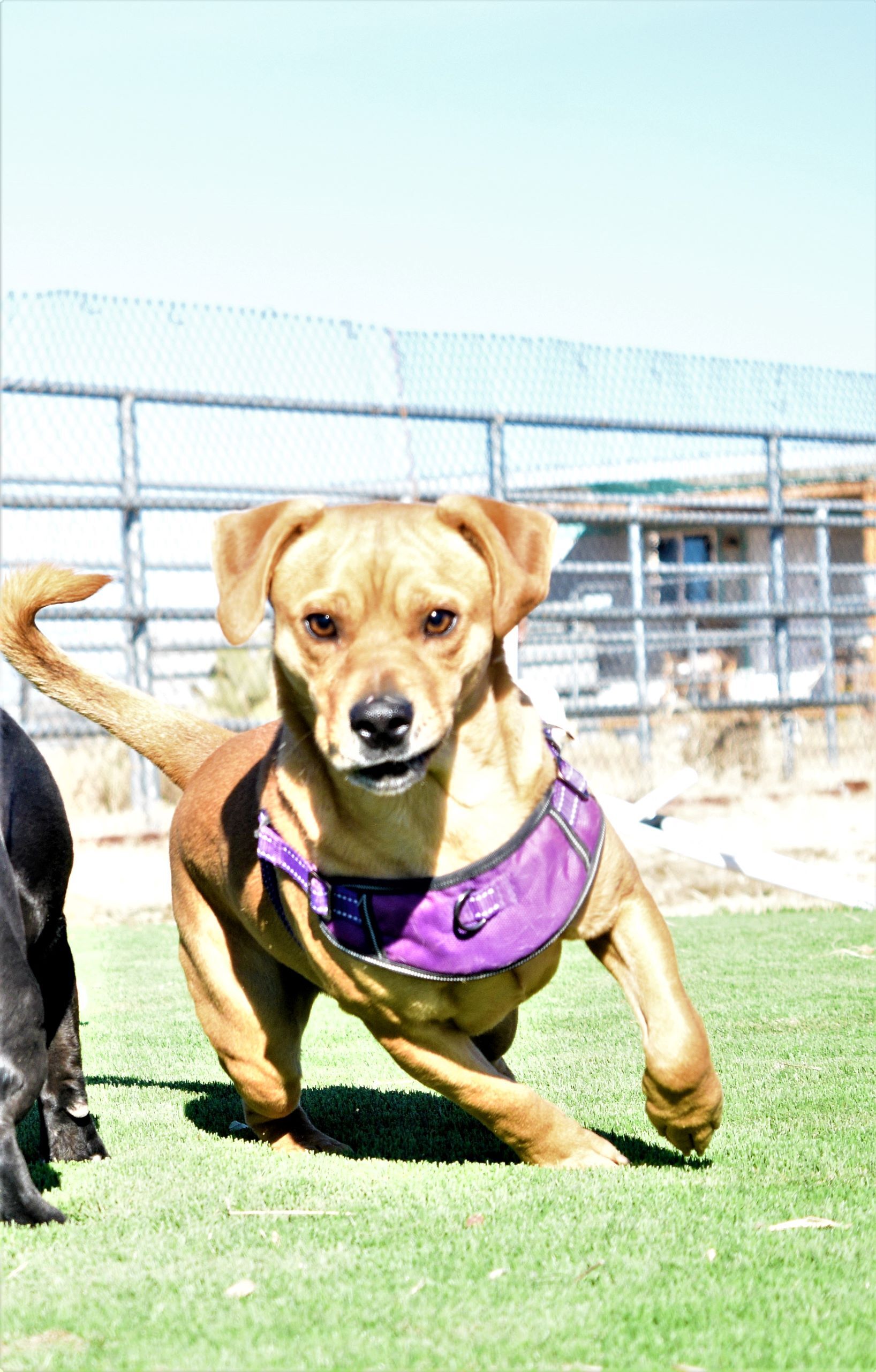 Dewey, an adoptable Dachshund in Mayer, AZ, 86333 | Photo Image 4