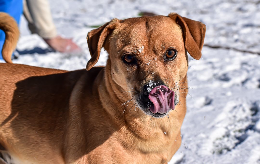 Dewey, an adoptable Dachshund in Mayer, AZ, 86333 | Photo Image 5