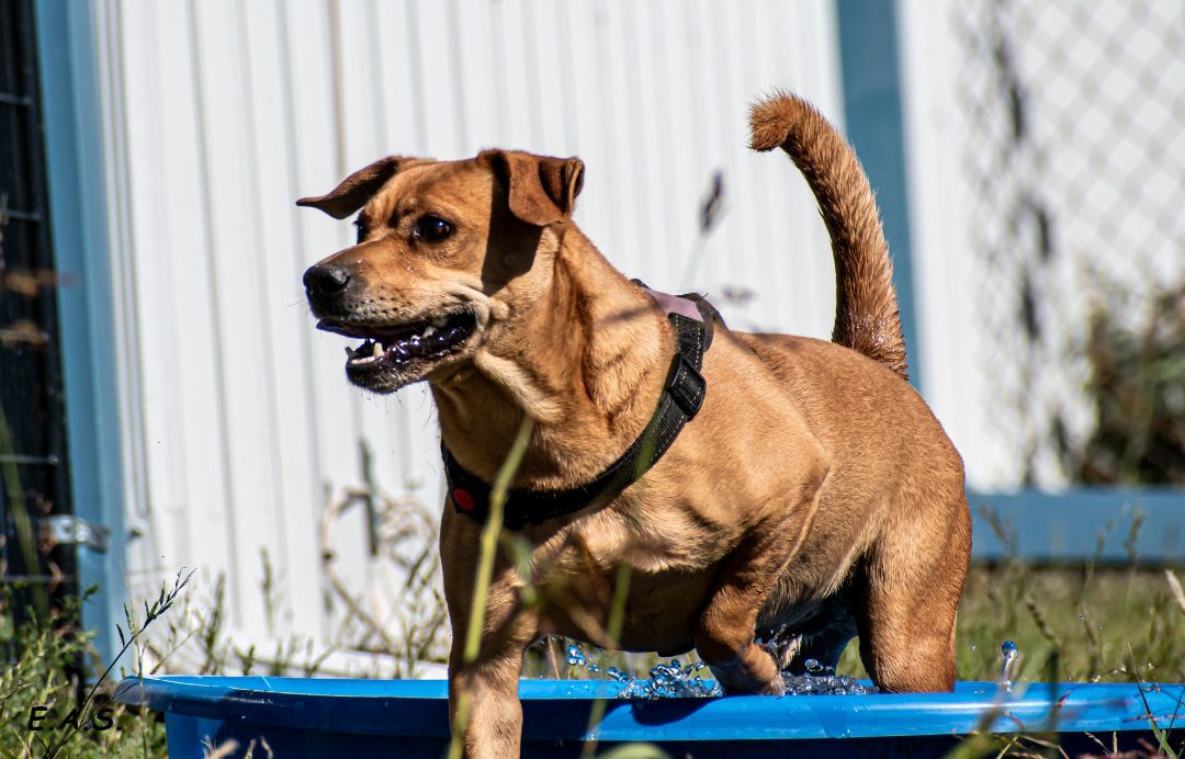 Dewey, an adoptable Dachshund in Mayer, AZ, 86333 | Photo Image 6