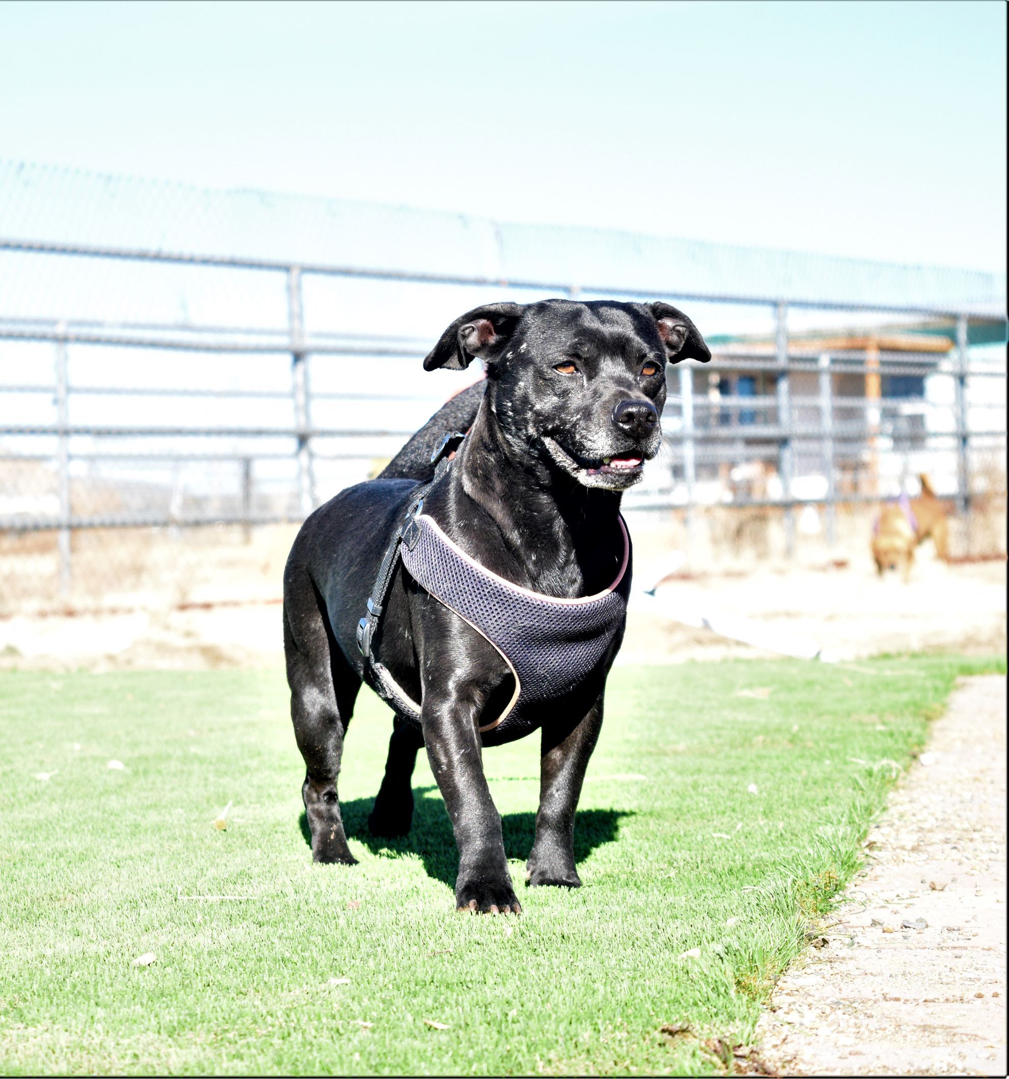 Sedona, an adoptable Dachshund, Pit Bull Terrier in Mayer, AZ, 86333 | Photo Image 2