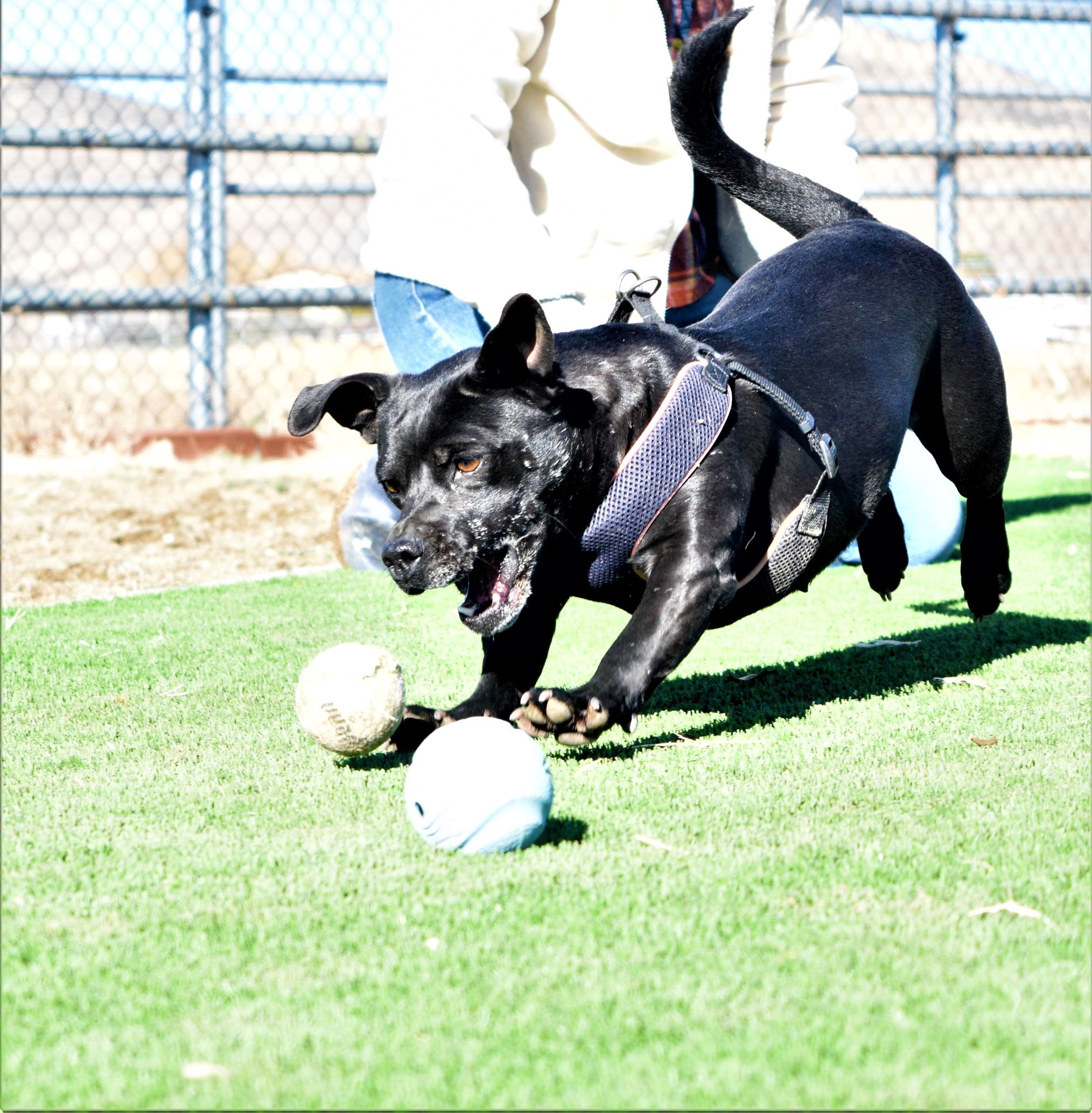 Sedona, an adoptable Dachshund, Pit Bull Terrier in Mayer, AZ, 86333 | Photo Image 3