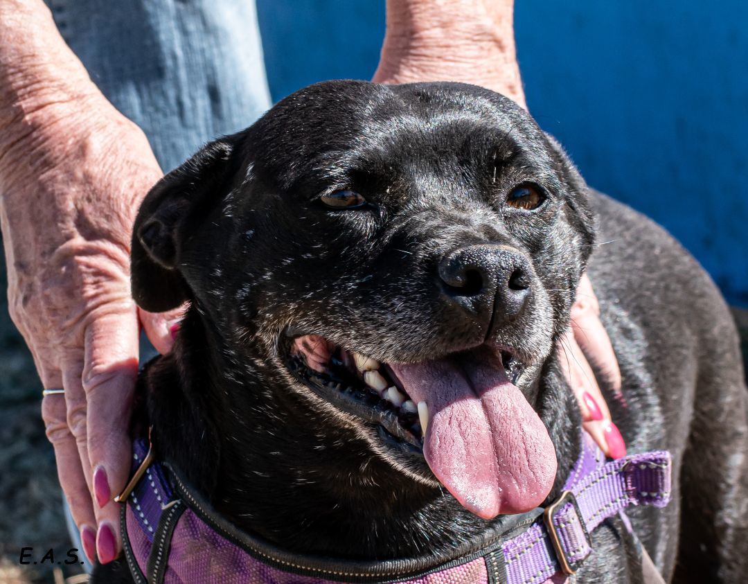 Sedona, an adoptable Dachshund, Pit Bull Terrier in Mayer, AZ, 86333 | Photo Image 4