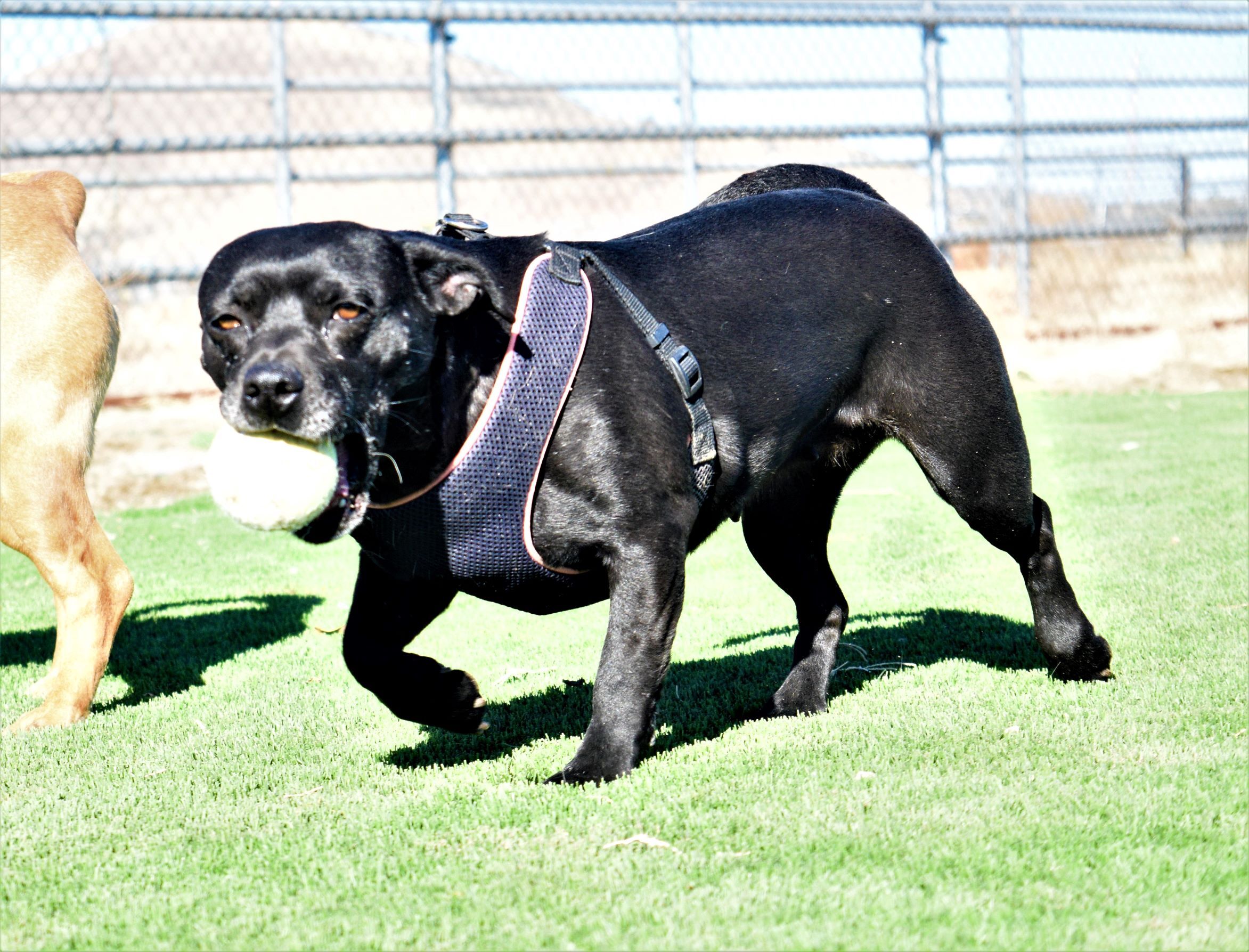 Sedona, an adoptable Dachshund, Pit Bull Terrier in Mayer, AZ, 86333 | Photo Image 5