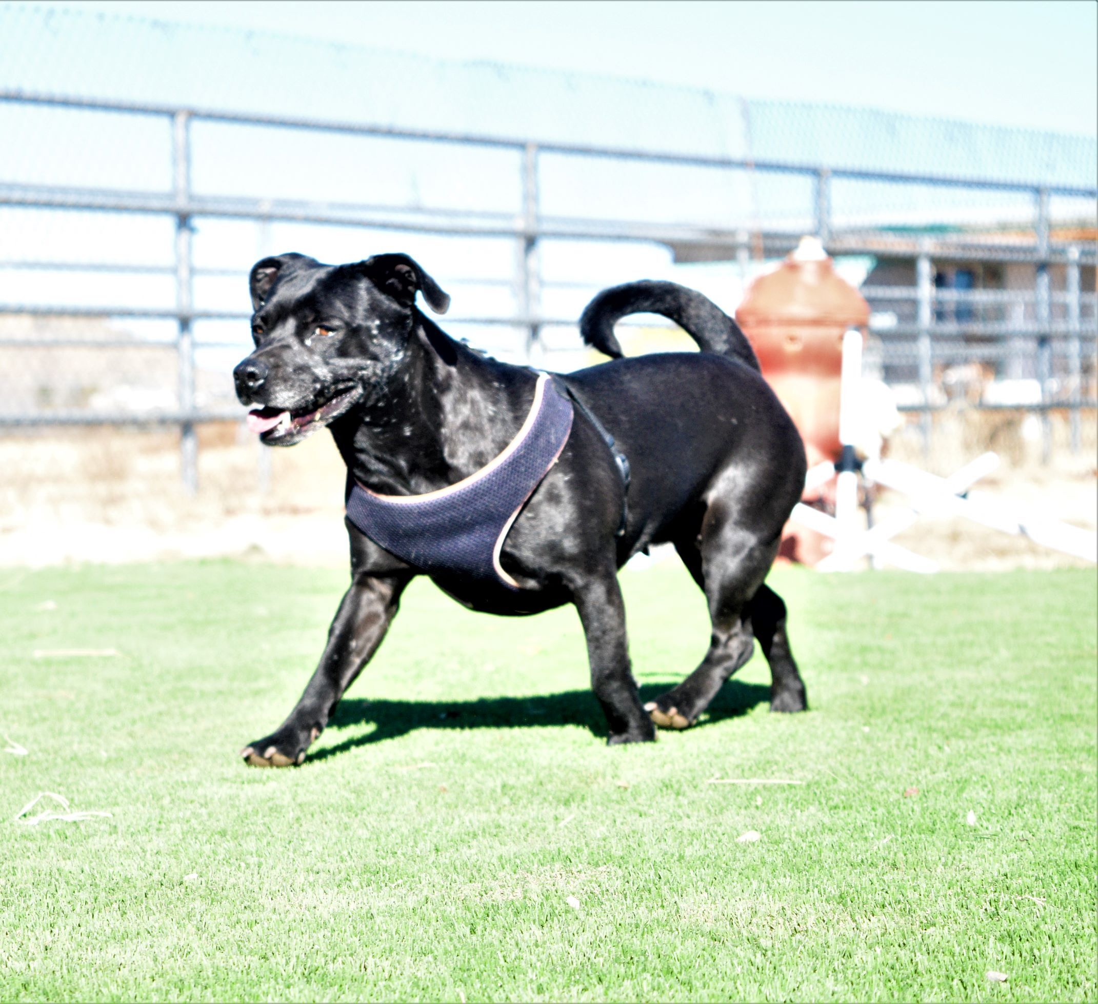 Sedona, an adoptable Dachshund, Pit Bull Terrier in Mayer, AZ, 86333 | Photo Image 6