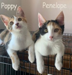 Penelope and Poppy