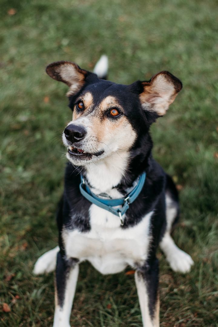 Mica, an adoptable German Shepherd Dog & Husky Mix in Darien Center, NY_image-3