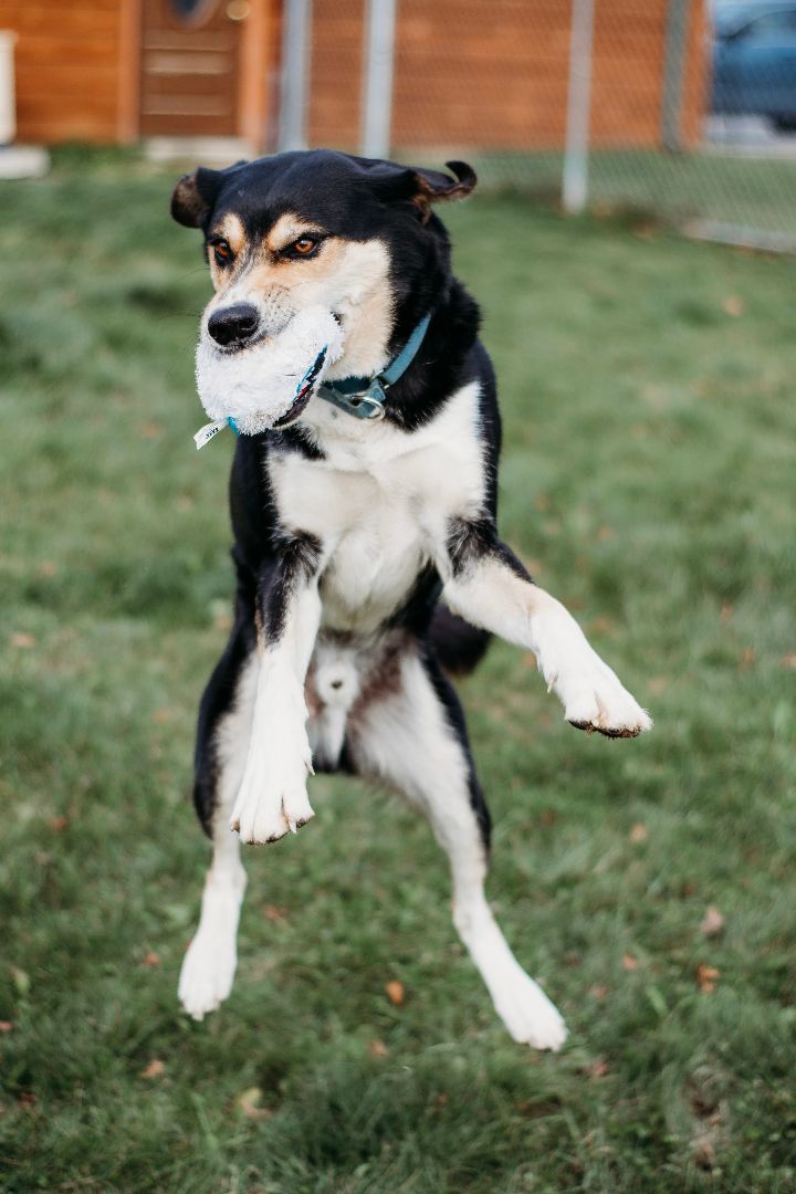 Mica, an adoptable German Shepherd Dog & Husky Mix in Darien Center, NY_image-5