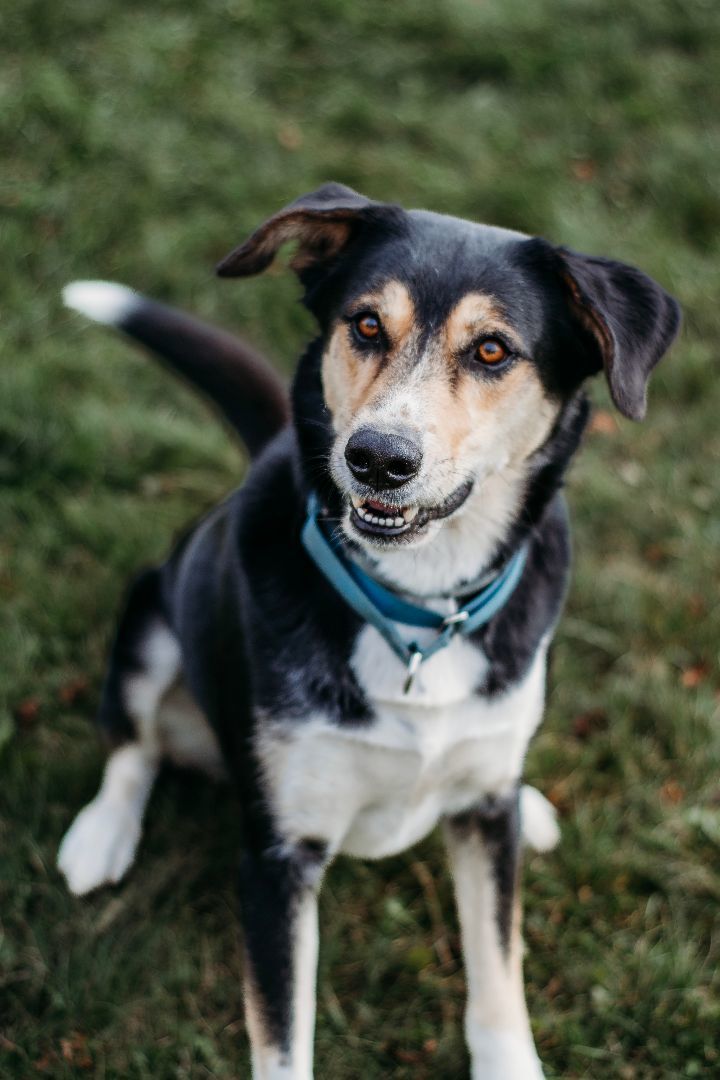 Mica, an adoptable German Shepherd Dog & Husky Mix in Darien Center, NY_image-1