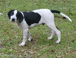 Fozzie, an adopted Treeing Walker Coonhound & Beagle Mix in Waynesville, GA_image-1