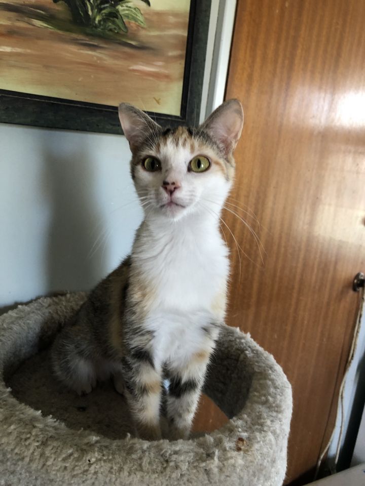 Bambi, an adoptable Calico & American Shorthair Mix in Mission Viejo, CA_image-3