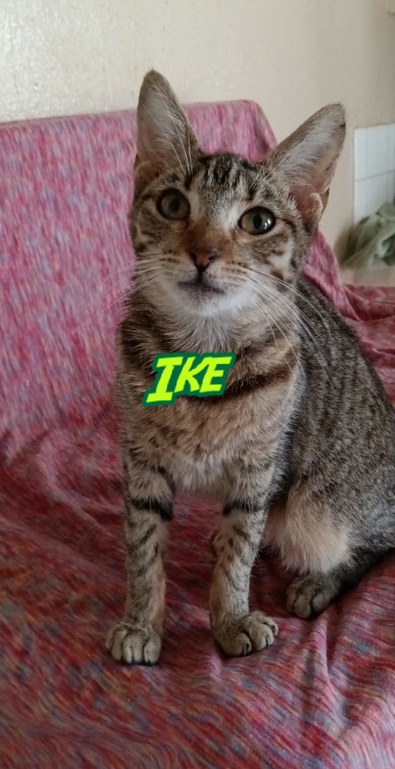 Ike 1