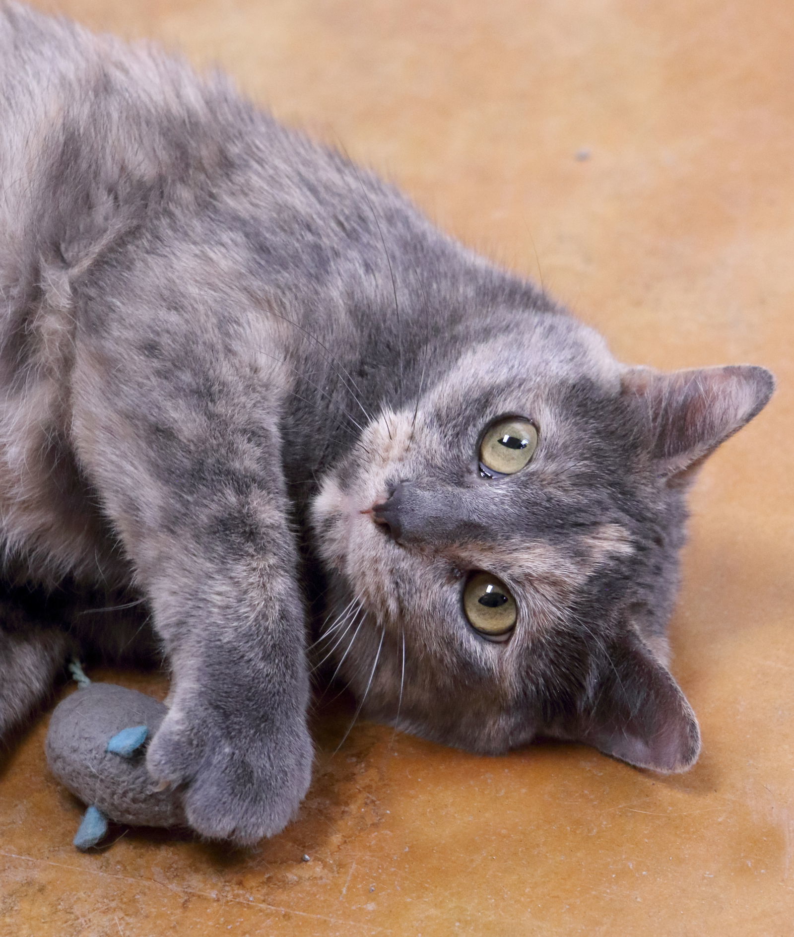 Lucy, an adoptable Calico, Domestic Short Hair in Austin, MN, 55912 | Photo Image 1