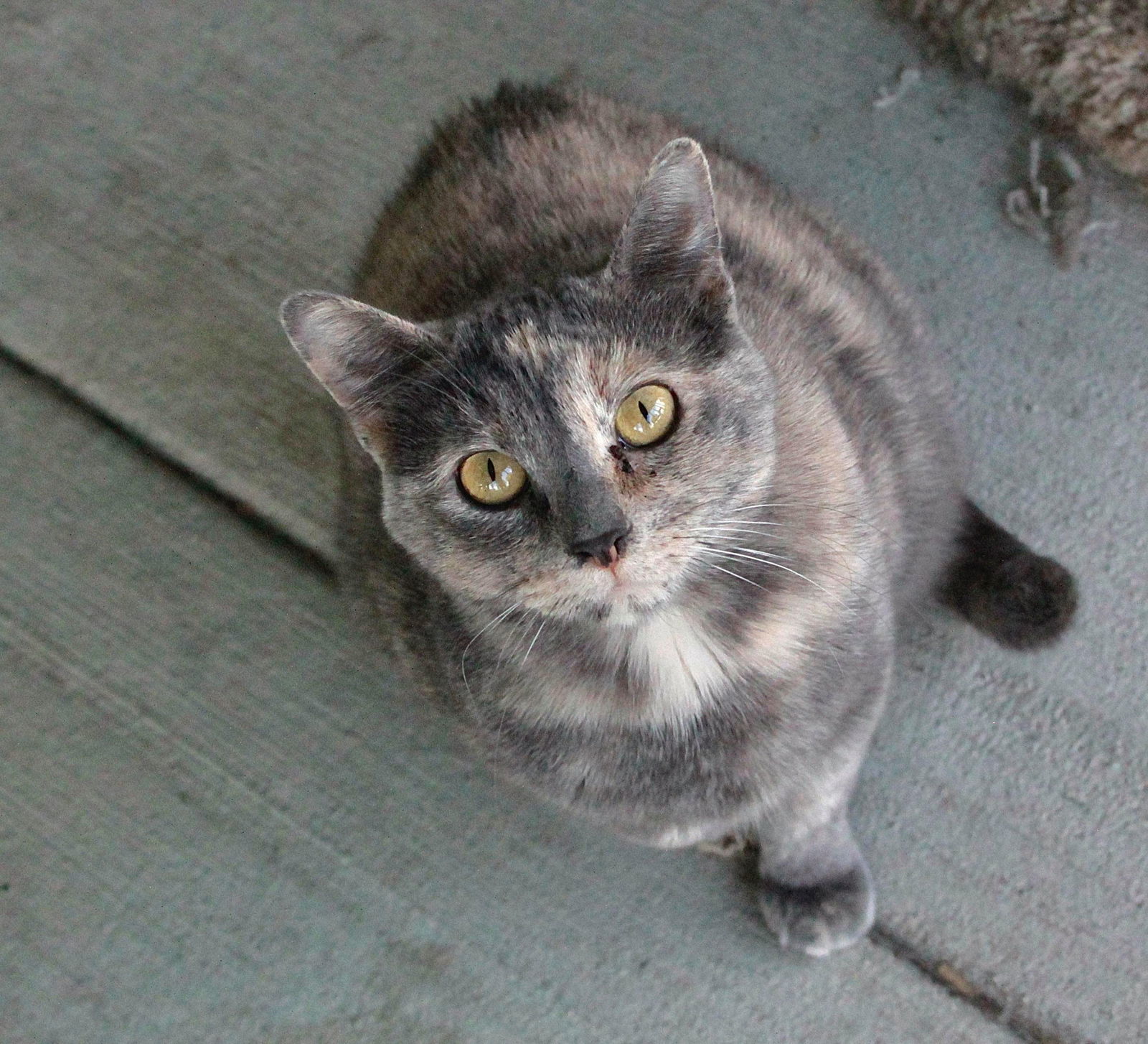 Lucy, an adoptable Calico, Domestic Short Hair in Austin, MN, 55912 | Photo Image 2