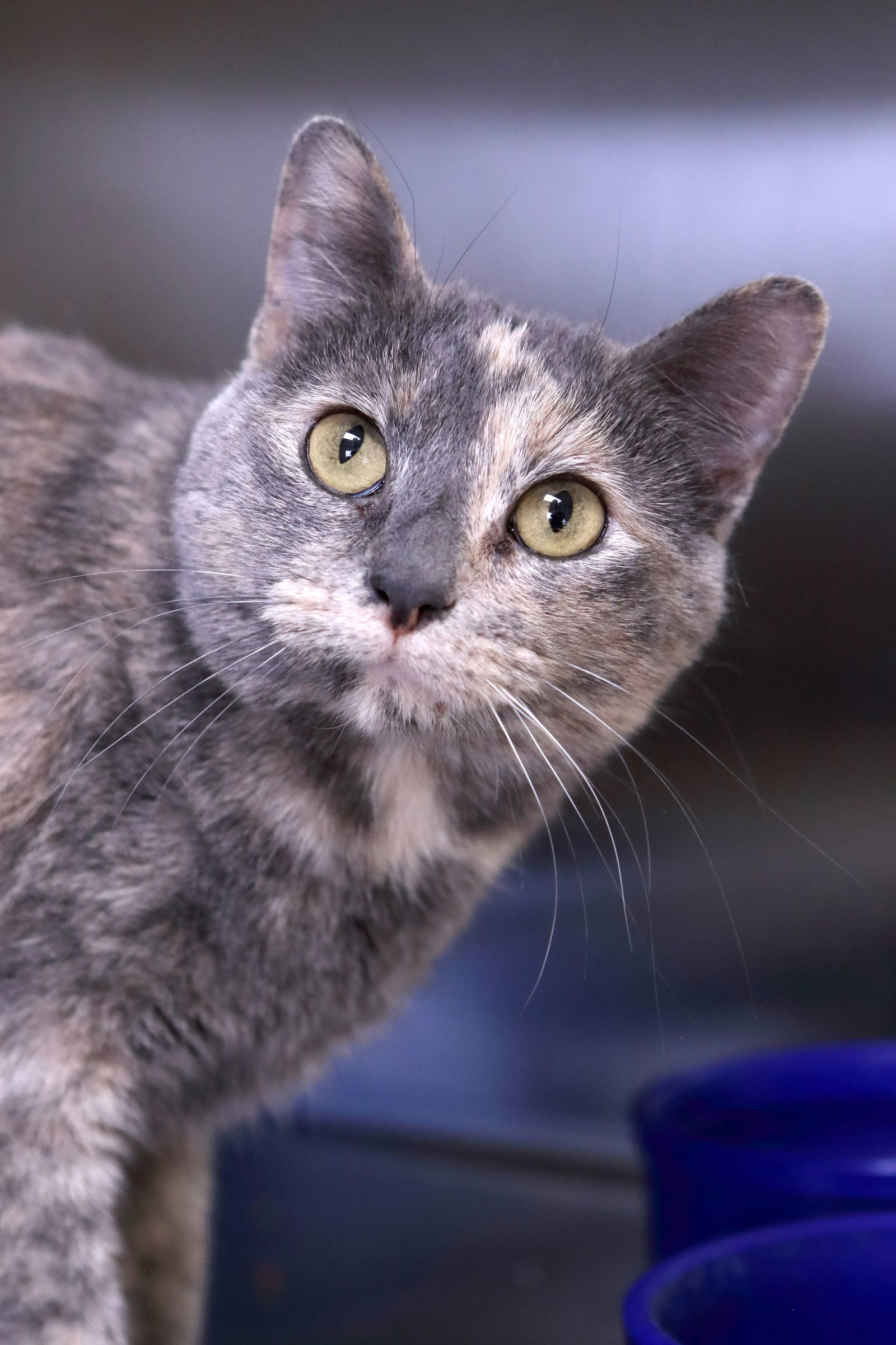 Lucy, an adoptable Calico, Domestic Short Hair in Austin, MN, 55912 | Photo Image 3