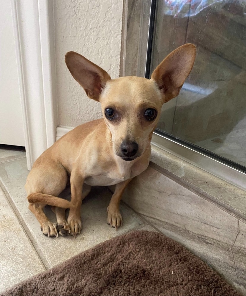 Bella, an adoptable Chihuahua in Boston, MA, 02116 | Photo Image 2
