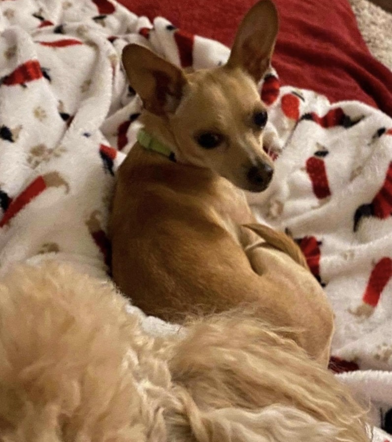 Bella, an adoptable Chihuahua in Boston, MA, 02116 | Photo Image 4