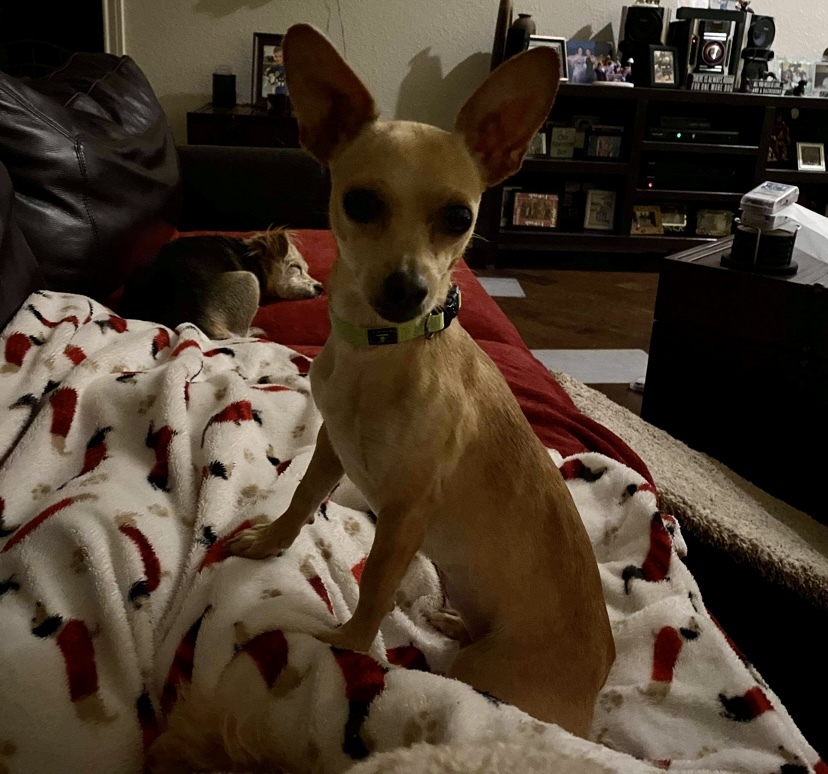 Bella, an adoptable Chihuahua in Boston, MA, 02116 | Photo Image 6