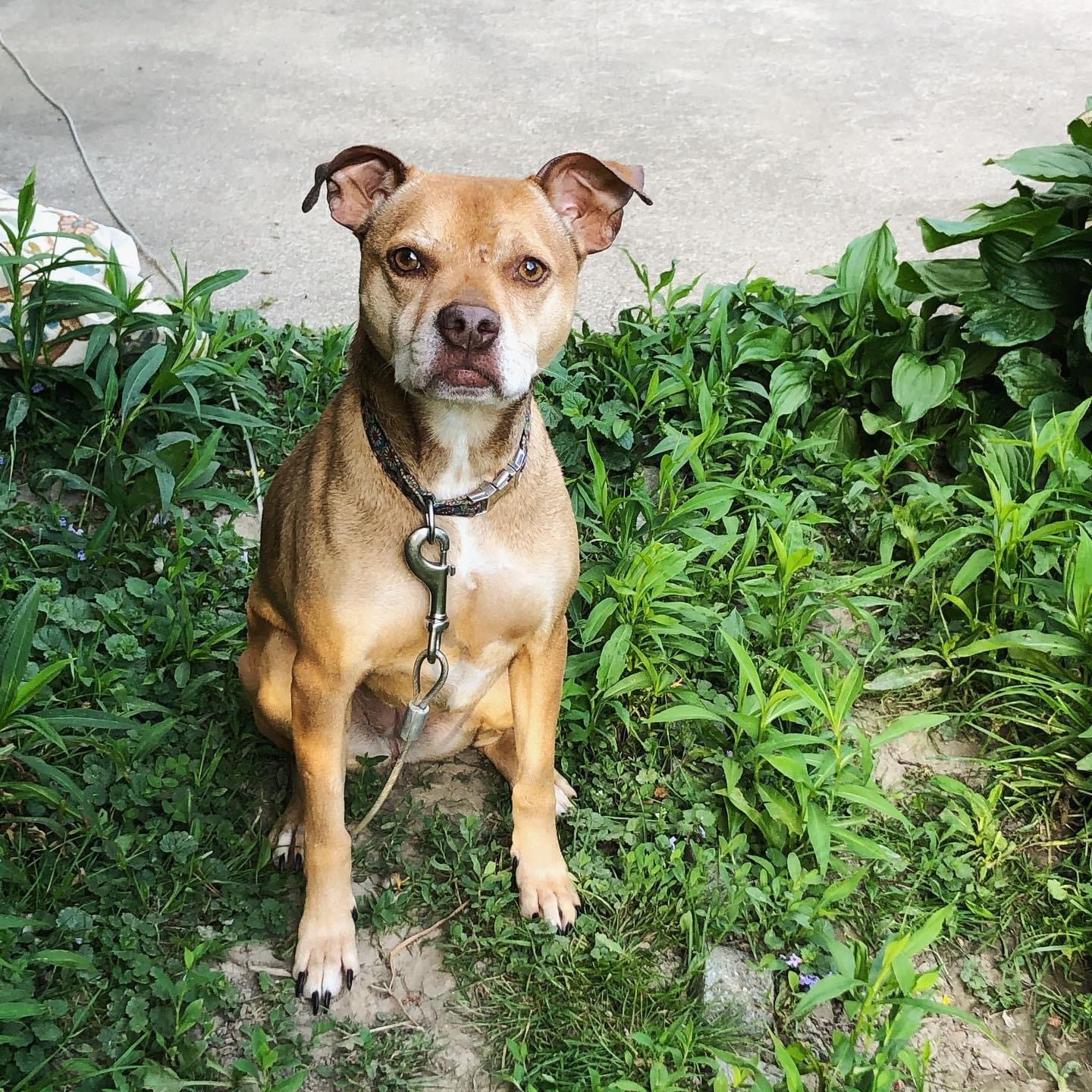 Lilah, an adoptable Mixed Breed in West Falls, NY, 14170 | Photo Image 2