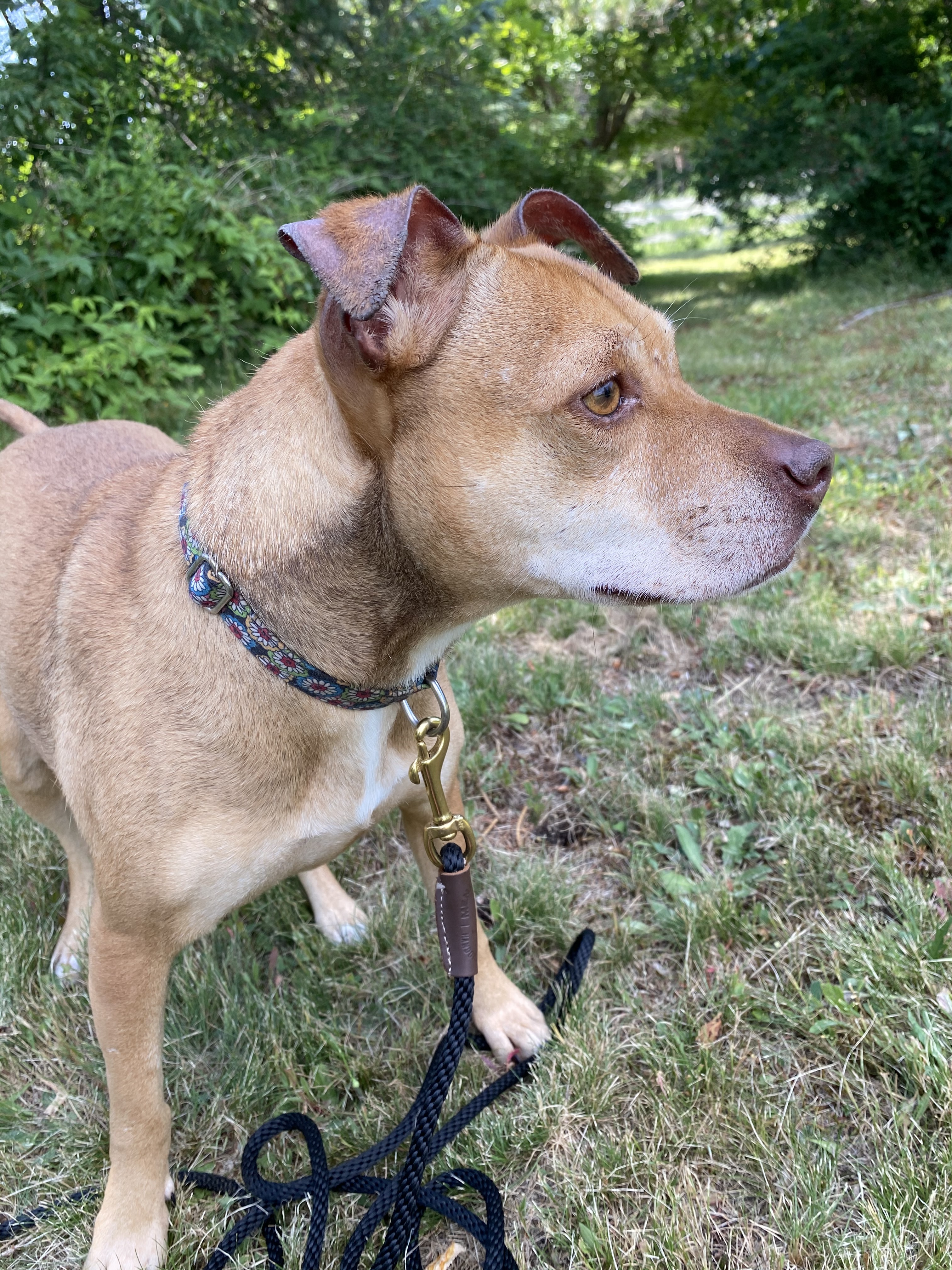 Lilah, an adoptable Mixed Breed in West Falls, NY, 14170 | Photo Image 1