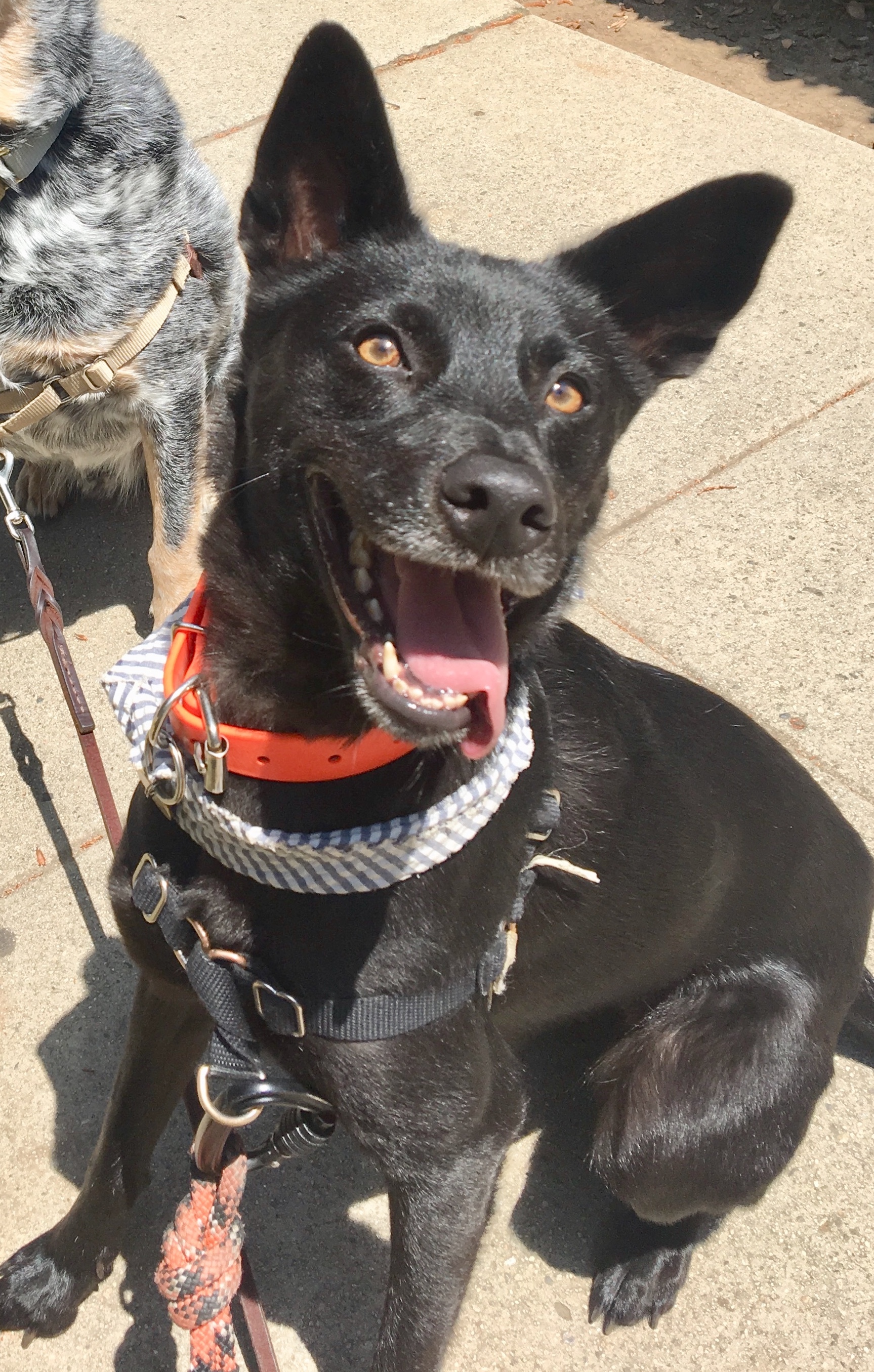 Poppy, an adoptable Labrador Retriever in Castro Valley, CA, 94546 | Photo Image 2