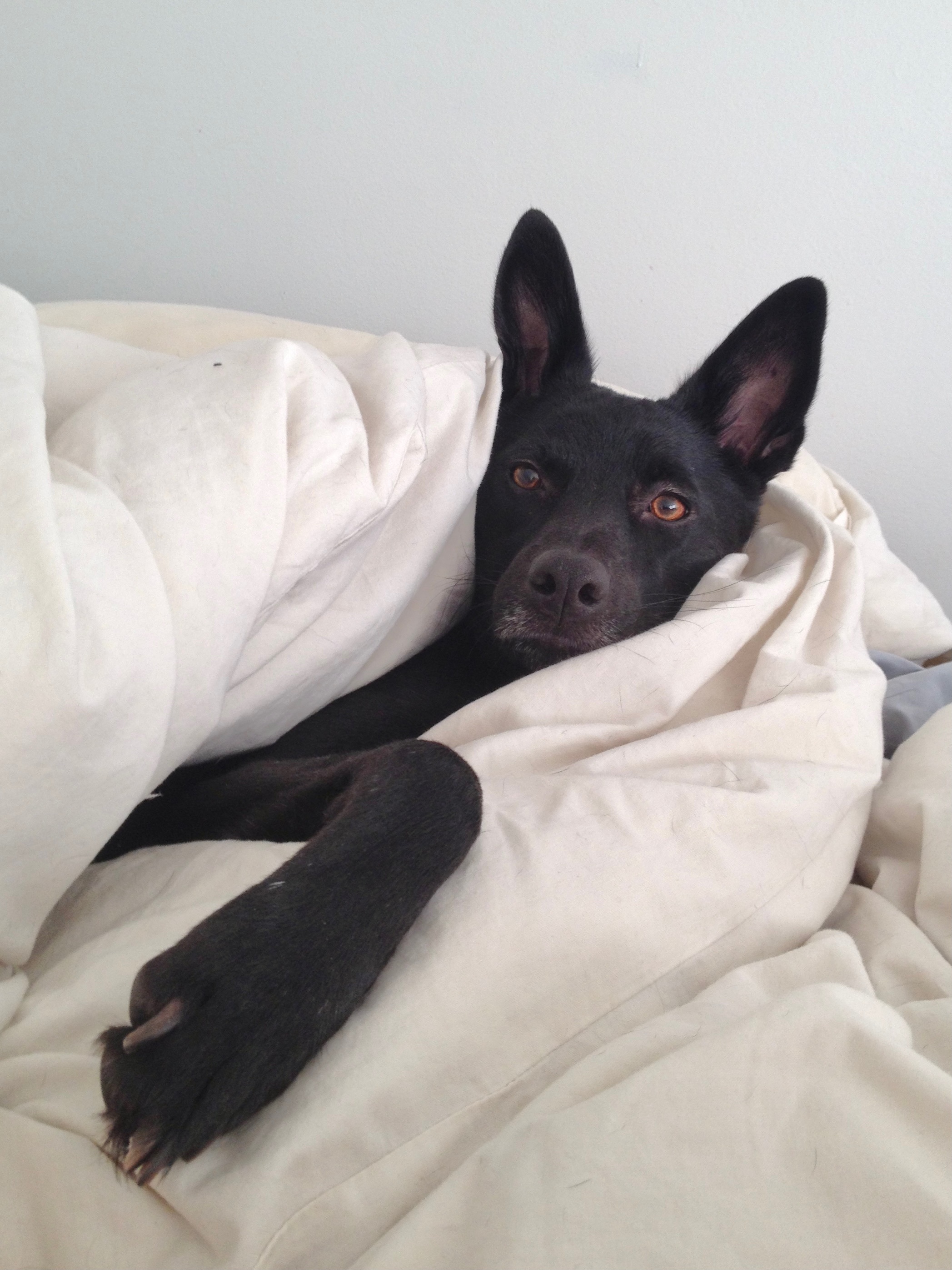 Poppy, an adoptable Labrador Retriever in Castro Valley, CA, 94546 | Photo Image 3