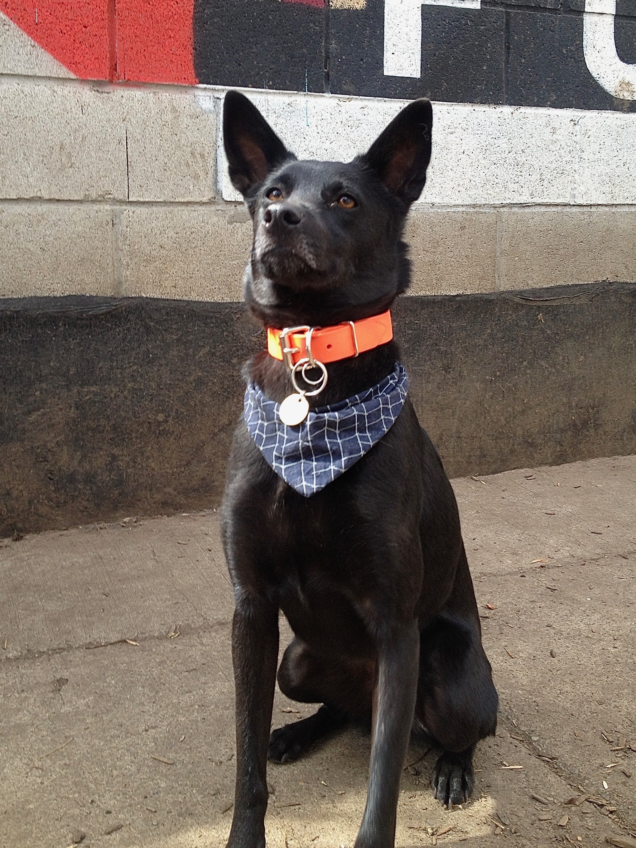 Poppy, an adoptable Labrador Retriever in Castro Valley, CA, 94546 | Photo Image 1