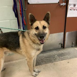 Dog For Adoption Billy A German Shepherd Dog In Rancho Cucamonga Ca Petfinder