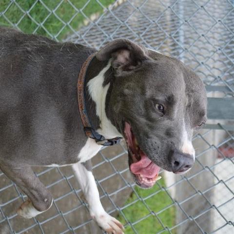 SCARLETT, an adoptable Pit Bull Terrier in Texas City, TX, 77590 | Photo Image 1