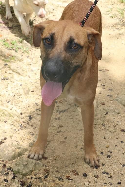 Black mouth best sale cur adoption