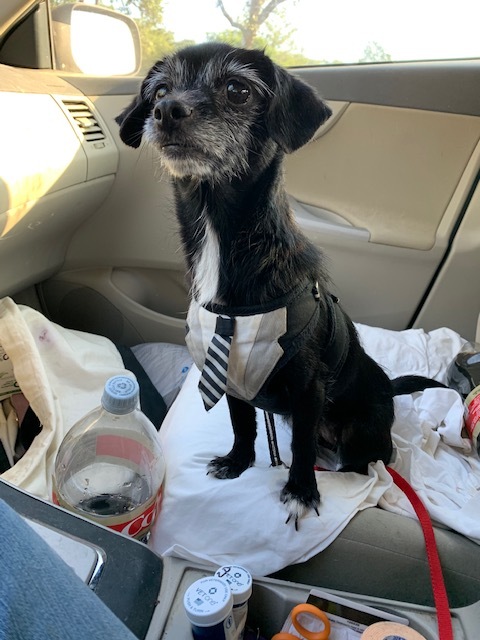 Jaqi, an adoptable Dachshund, Terrier in Dripping Springs, TX, 78620 | Photo Image 2