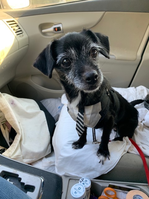 Jaqi, an adoptable Dachshund, Terrier in Dripping Springs, TX, 78620 | Photo Image 4