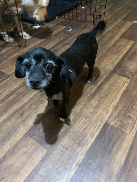 Jaqi, an adoptable Dachshund, Terrier in Dripping Springs, TX, 78620 | Photo Image 5