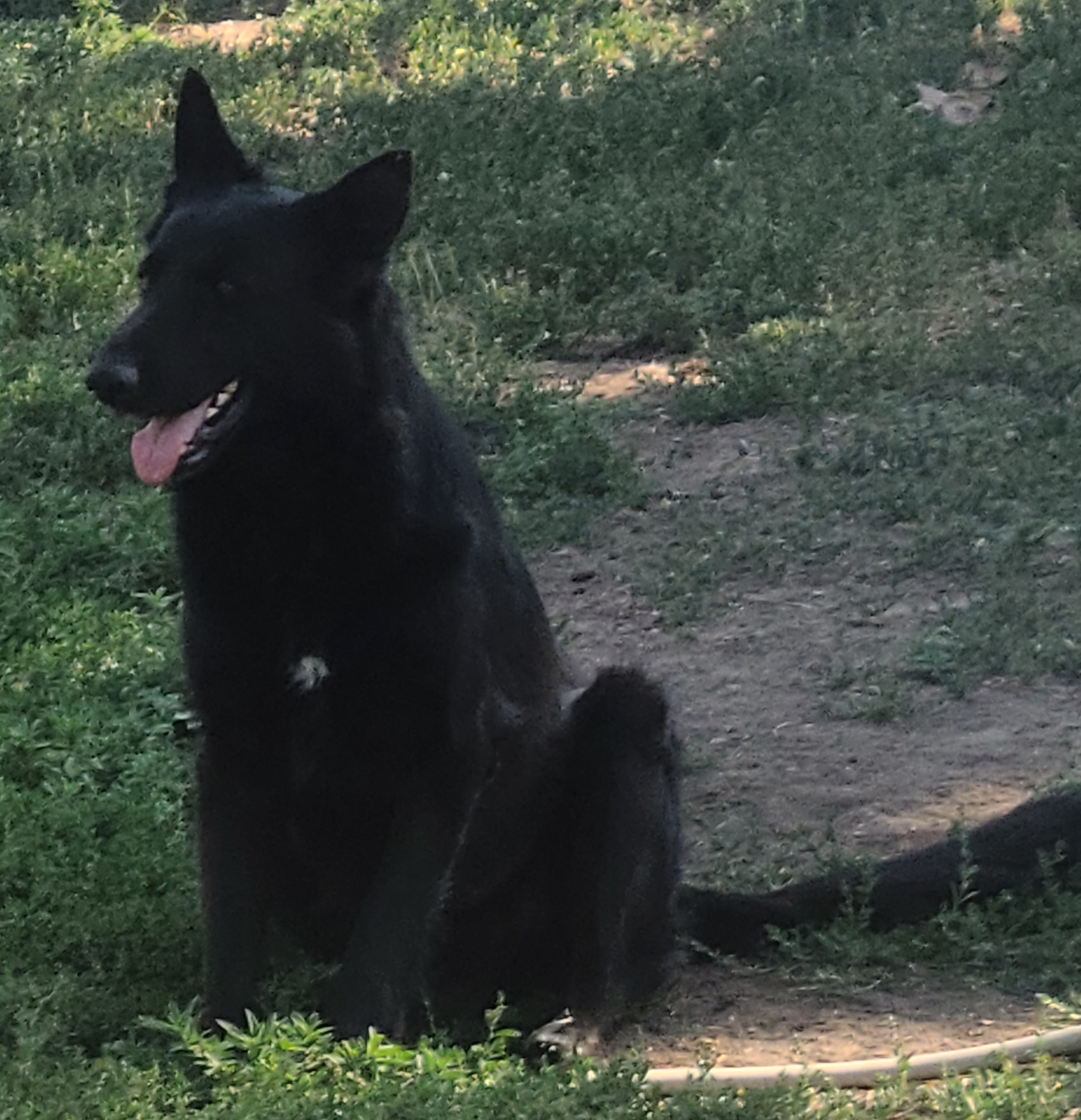 Dog For Adoption Lisa And Gulliver A Shepherd In Gillette Wy Petfinder
