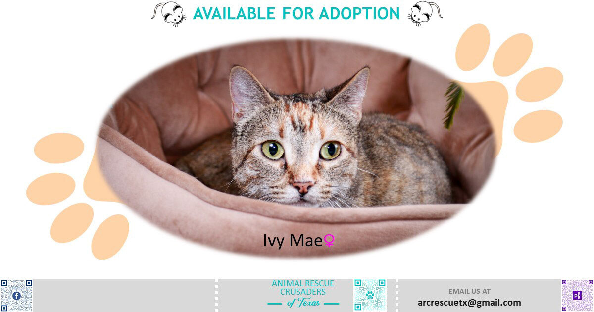 Ivy Mae, an adoptable Dilute Tortoiseshell, Domestic Short Hair in Parker, TX, 75002 | Photo Image 2