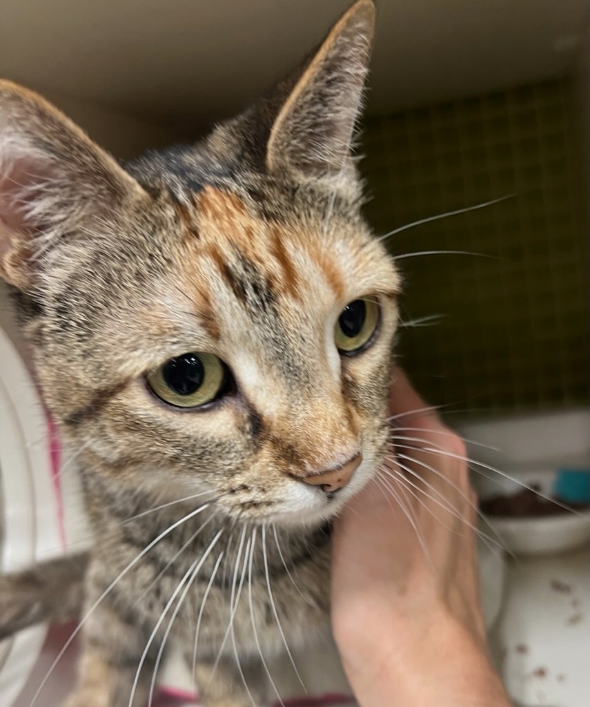 Ivy Mae, an adoptable Dilute Tortoiseshell, Domestic Short Hair in Parker, TX, 75002 | Photo Image 4