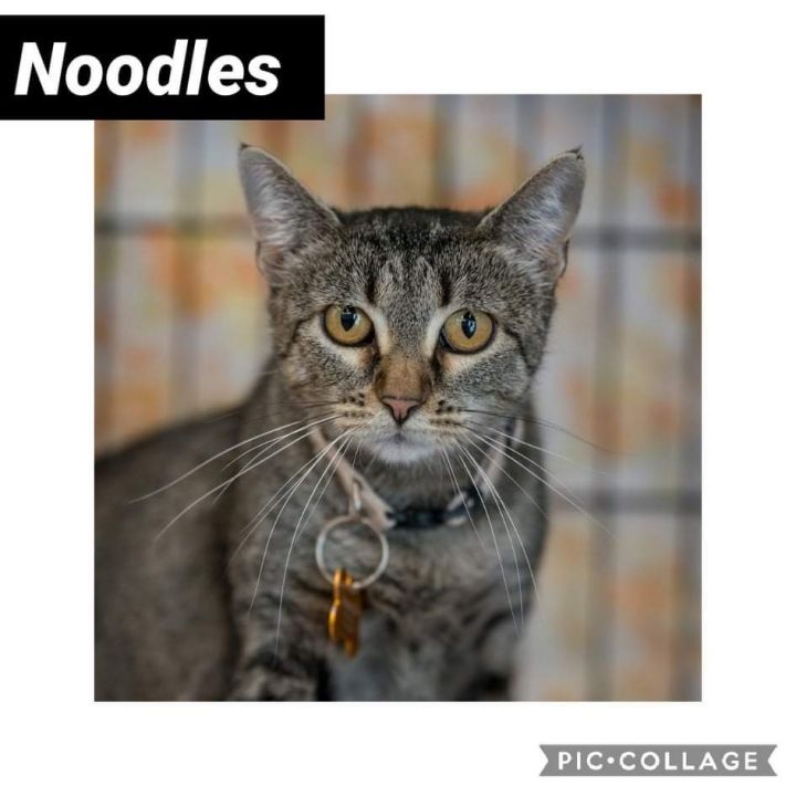 Noodles 3