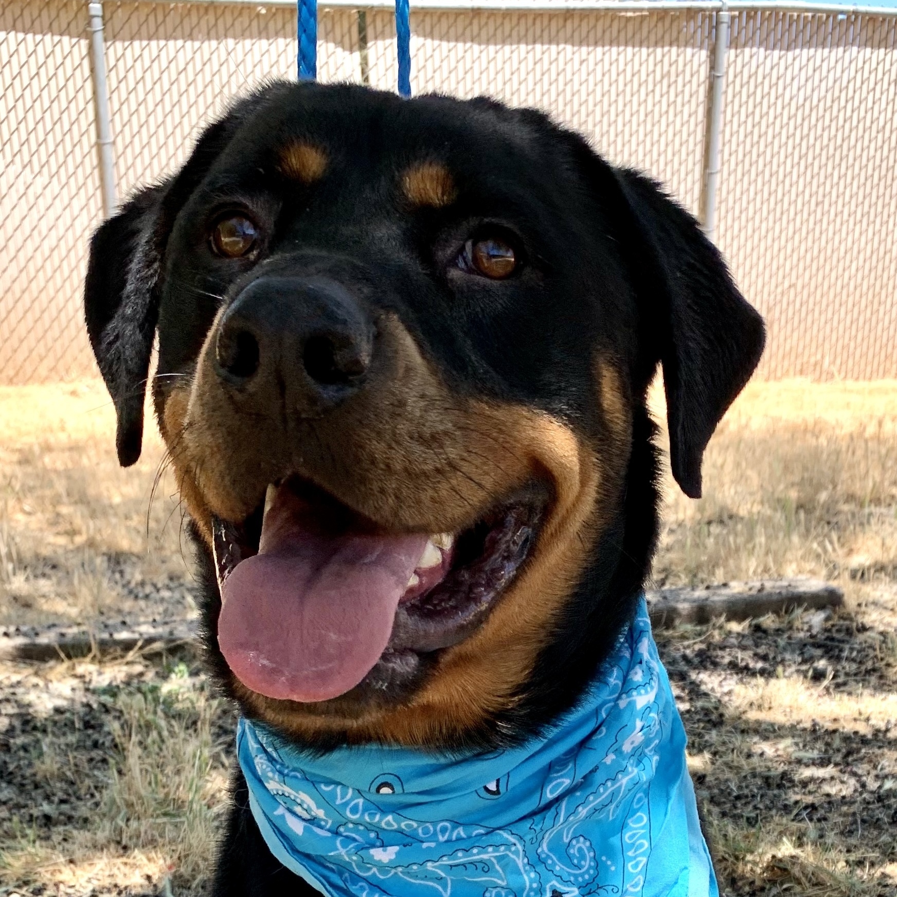 CHANCE, an adoptable Rottweiler in Woodland, CA | Photo Image 1