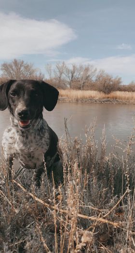 Dog For Adoption Blu A German Shorthaired Pointer Australian Cattle Dog Blue Heeler Mix In Cody Wy Petfinder