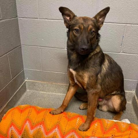 Dog For Adoption Scout A German Shepherd Dog Mix In Colorado Springs Co Petfinder