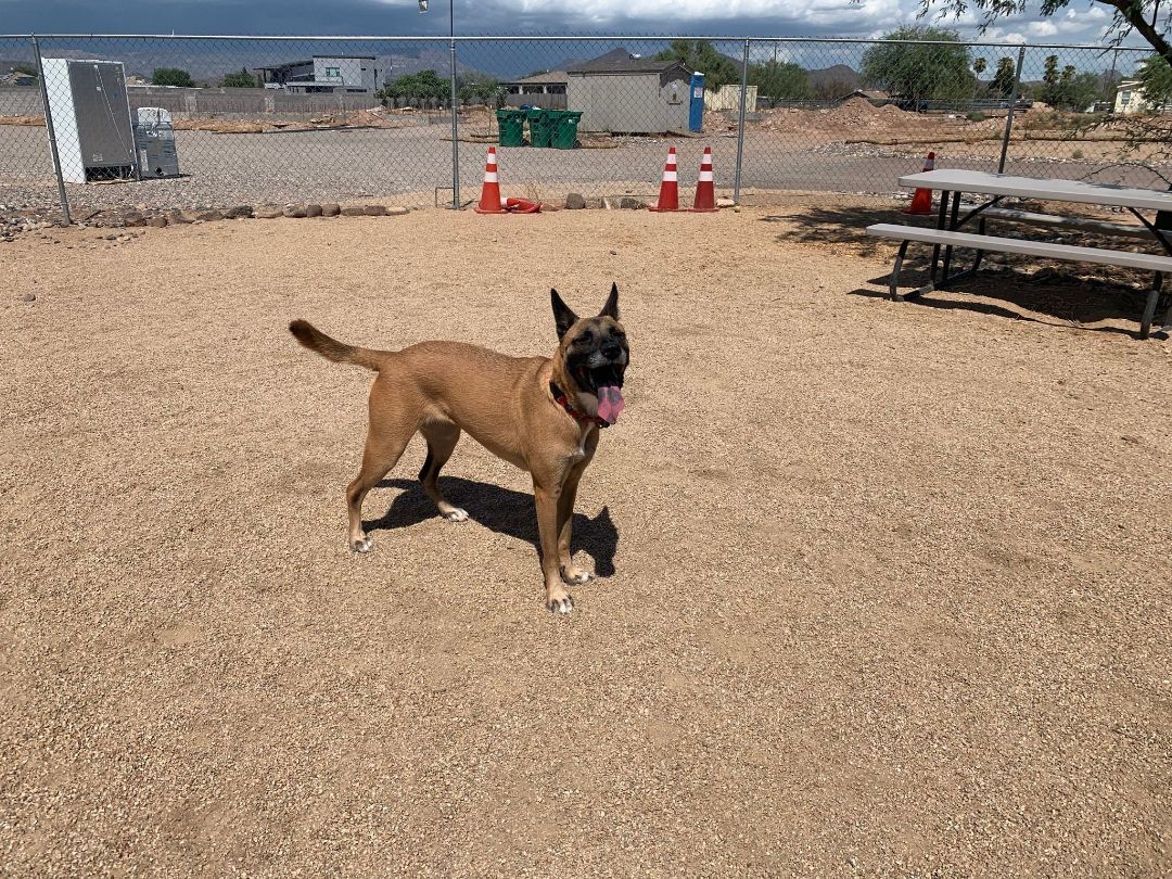 Jynova, an adoptable Cattle Dog in Glendale, AZ, 85308 | Photo Image 3