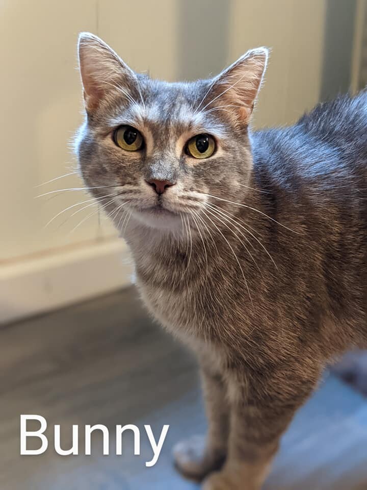 Bunny 1