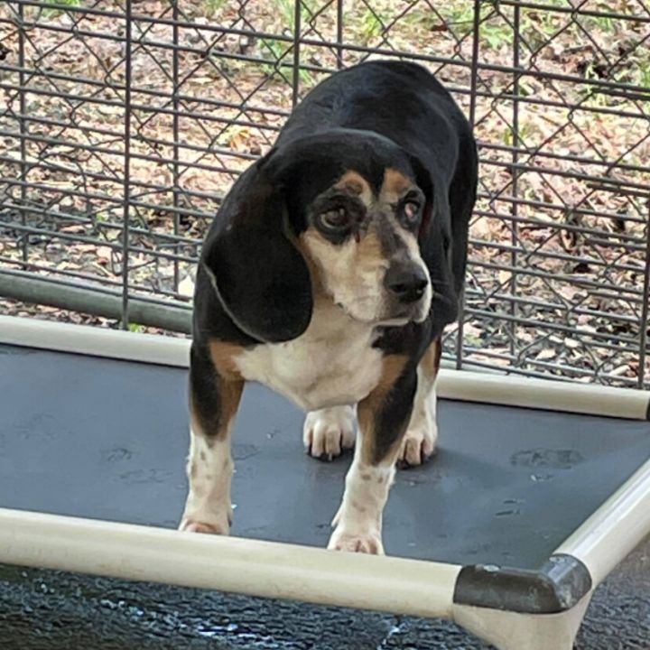 Dog For Adoption Gertie A Beagle In Monticello Mn Petfinder