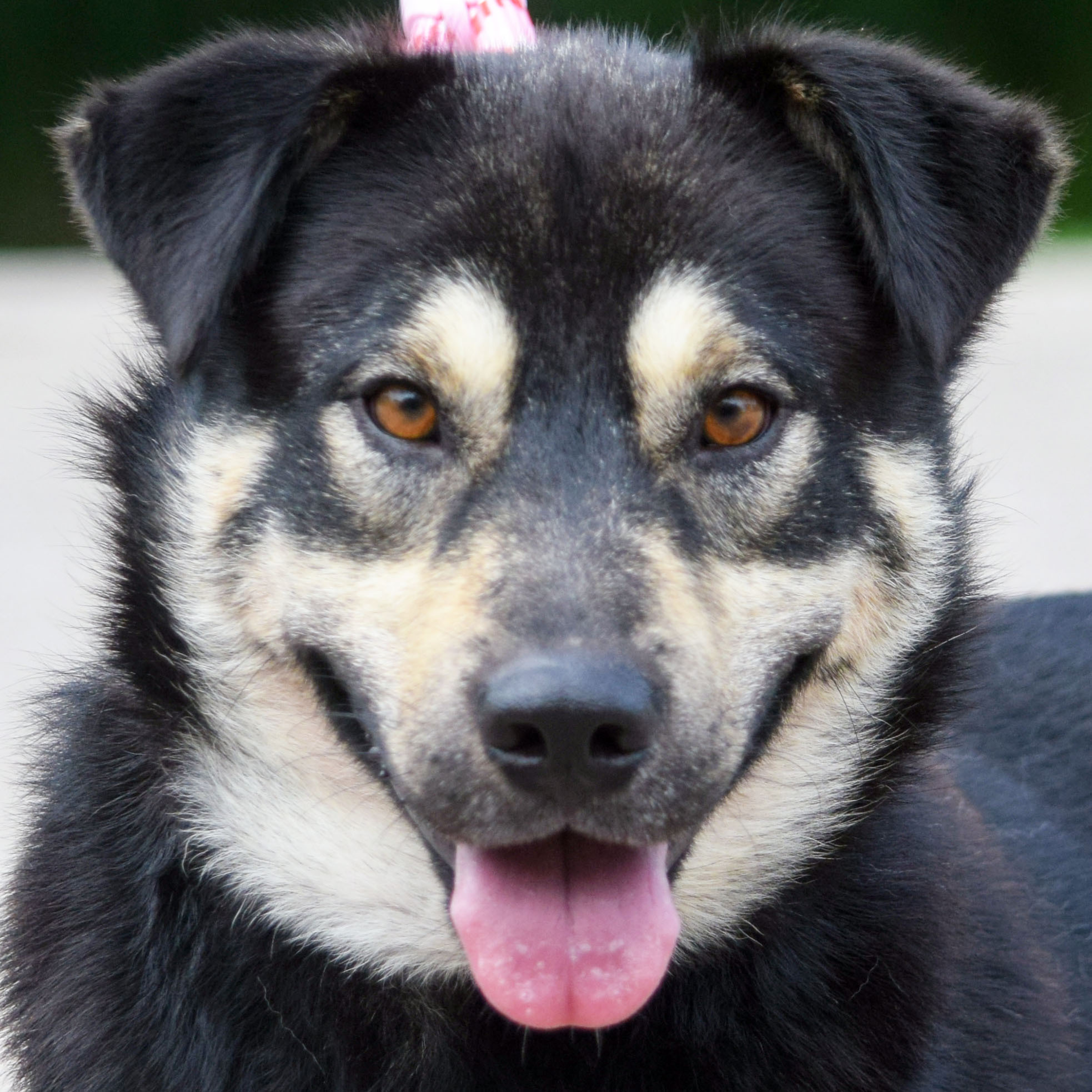 Kobe, an adoptable Alaskan Malamute, German Shepherd Dog in Huntley, IL, 60142 | Photo Image 1