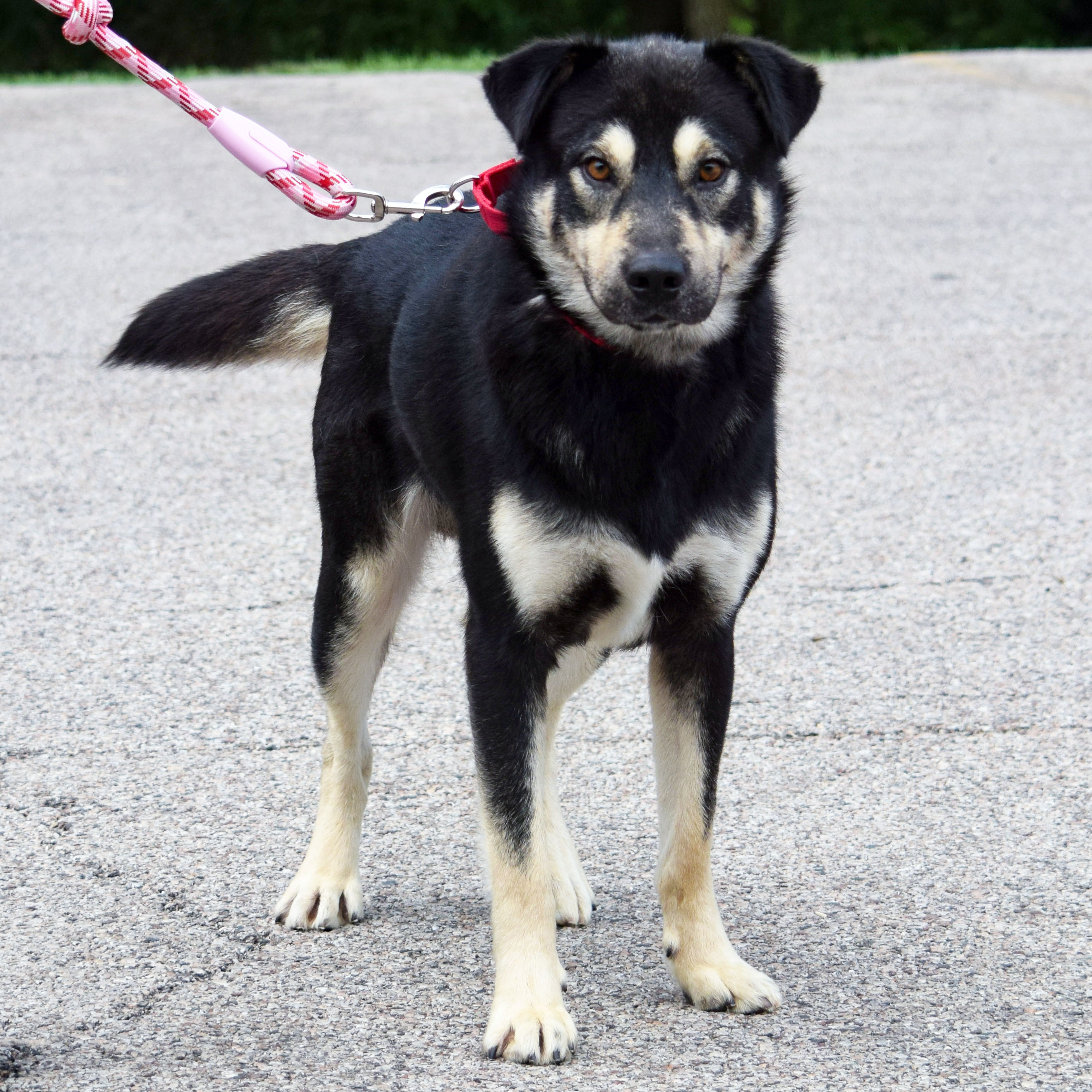 Kobe, an adoptable Alaskan Malamute, German Shepherd Dog in Huntley, IL, 60142 | Photo Image 2