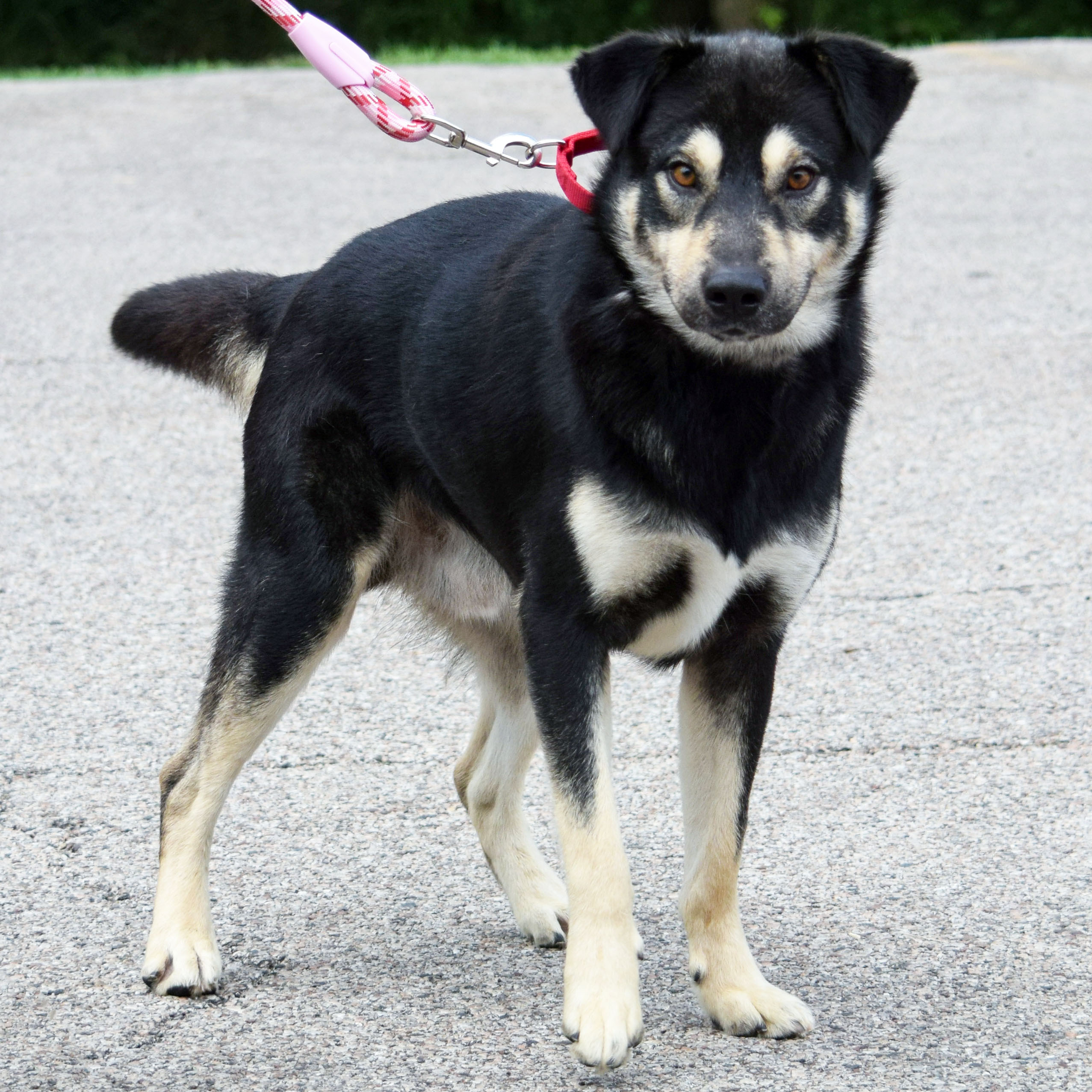 Kobe, an adoptable Alaskan Malamute, German Shepherd Dog in Huntley, IL, 60142 | Photo Image 3