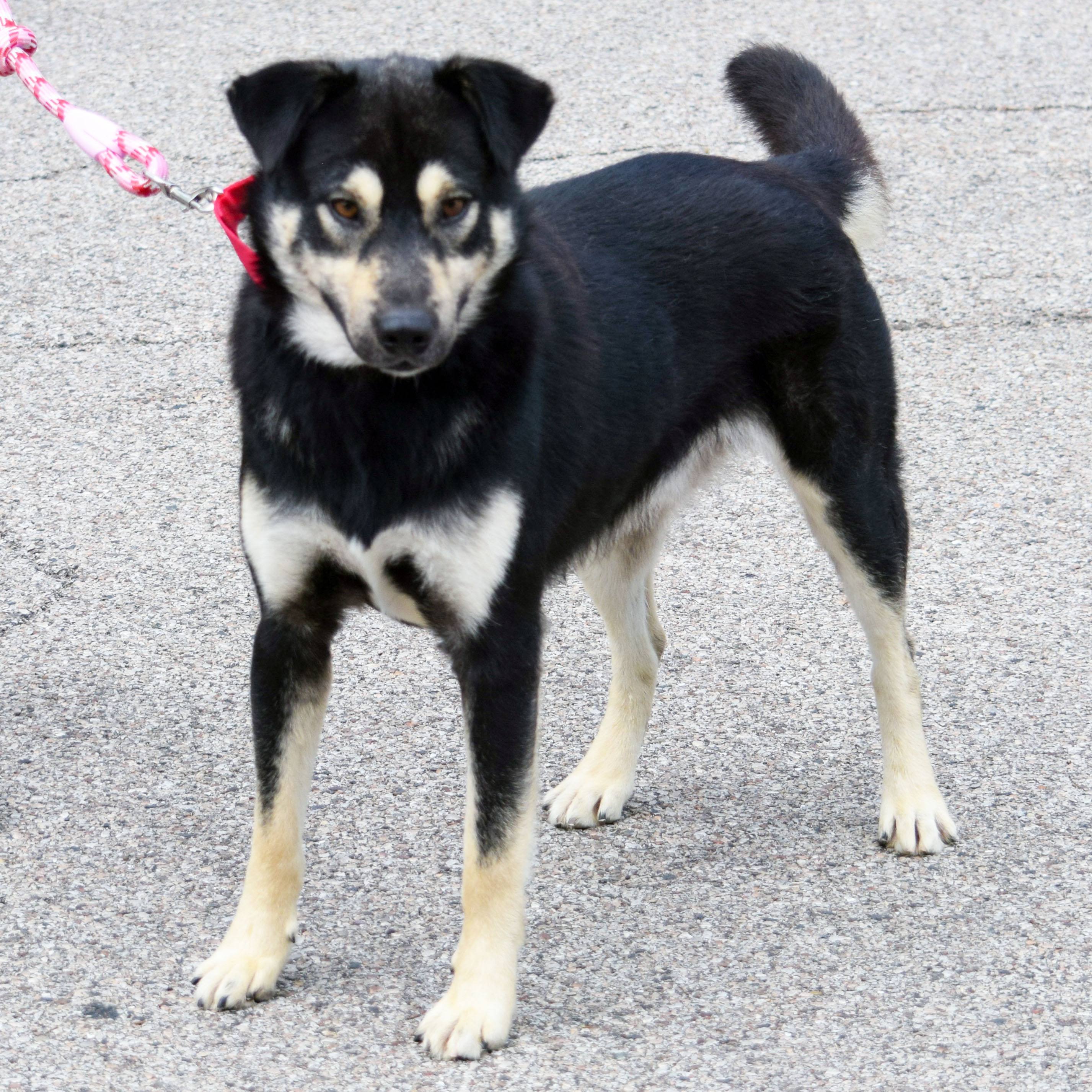 Kobe, an adoptable Alaskan Malamute, German Shepherd Dog in Huntley, IL, 60142 | Photo Image 4