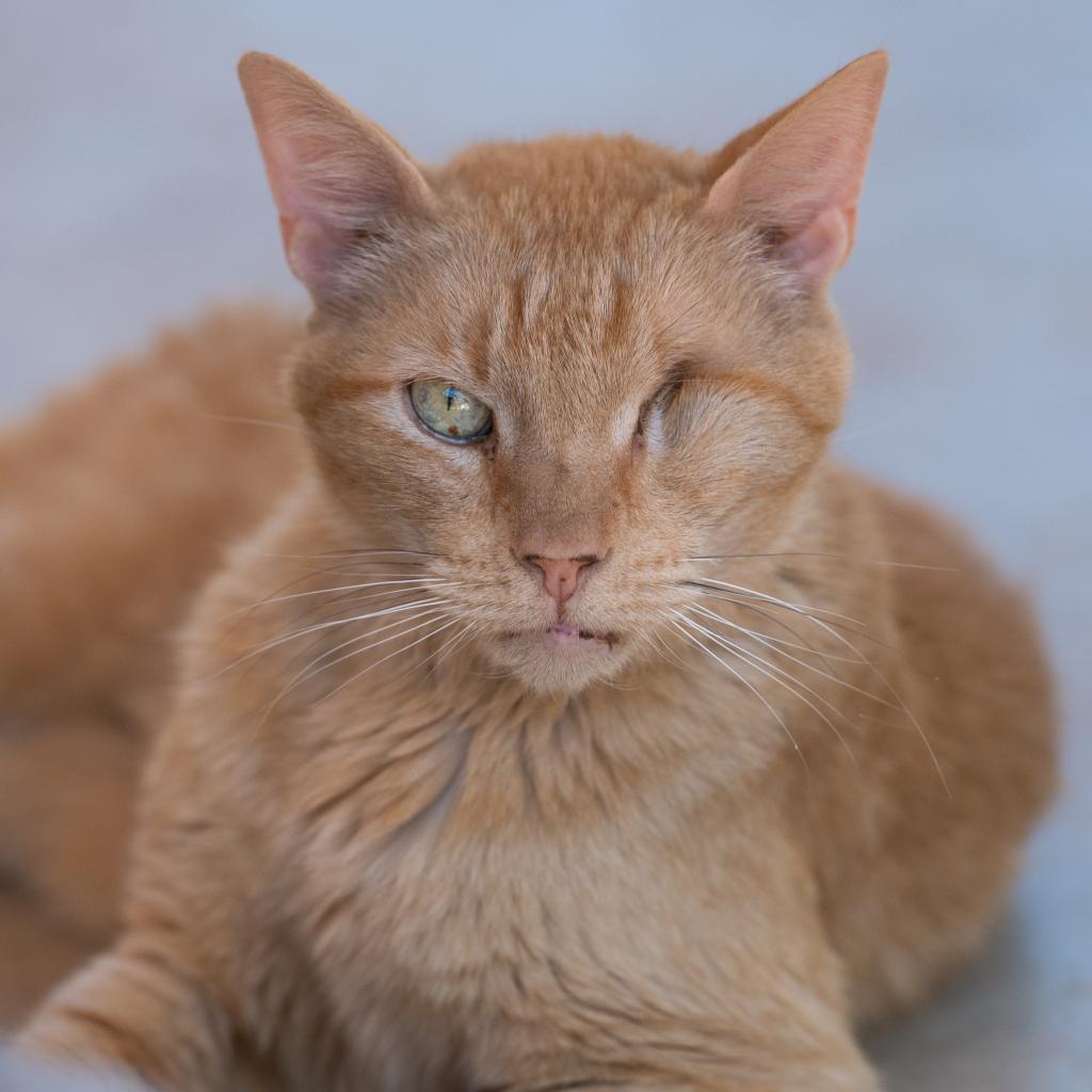 Leo, an adoptable Domestic Short Hair in Kanab, UT, 84741 | Photo Image 1