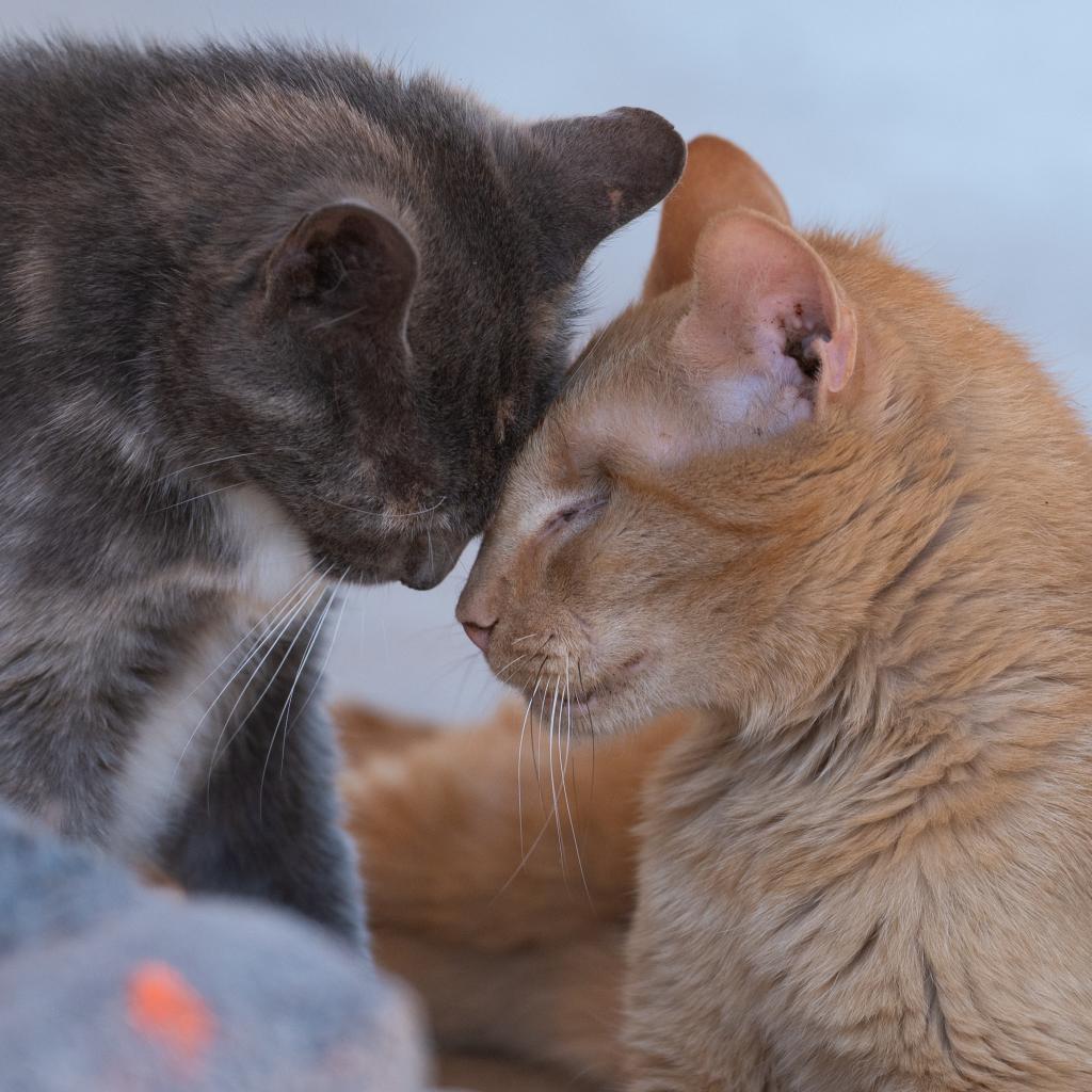 Leo, an adoptable Domestic Short Hair in Kanab, UT, 84741 | Photo Image 2