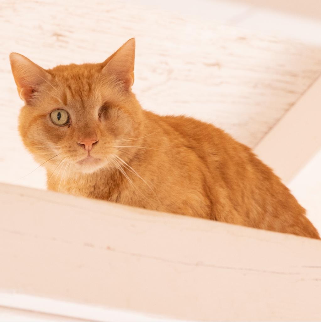 Leo, an adoptable Domestic Short Hair in Kanab, UT, 84741 | Photo Image 4